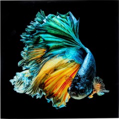 Glass Picture Aqua Queen Fish 100x100cm
