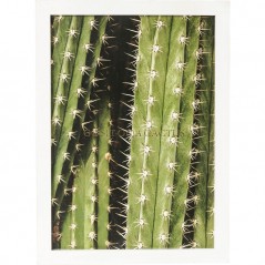 Picture Frame Cactus 45x33cm